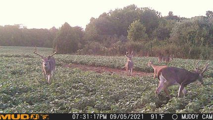 Farm and Ranch in Pope County, Illinois