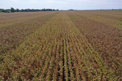 Farm and Ranch in Vermilion County, Illinois