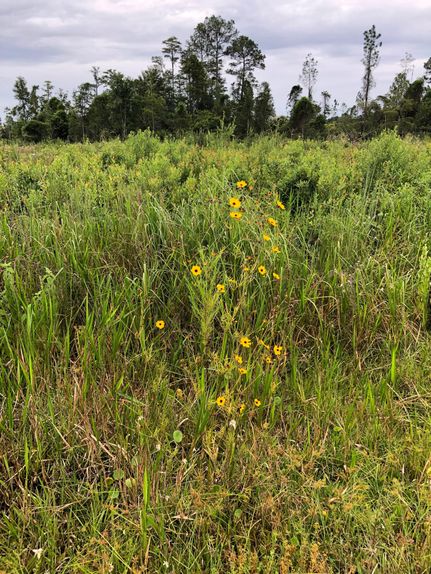 Recreational Property in Dixie County, Florida