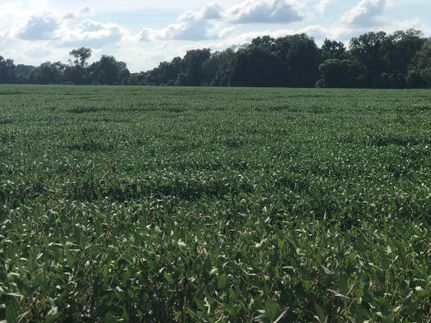 Farm and Ranch in East Carroll Parish, Louisiana