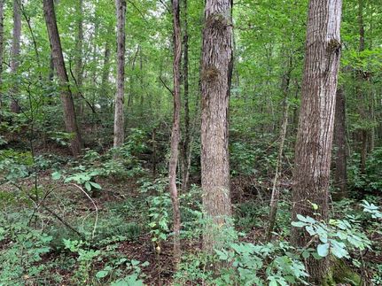 Farm and Ranch in Cherokee County, Alabama