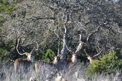 Farm and Ranch in Edwards County, Texas