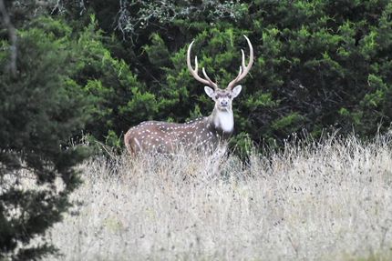 Farm and Ranch in Edwards County, Texas