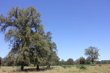 Land in Angelina County, Texas