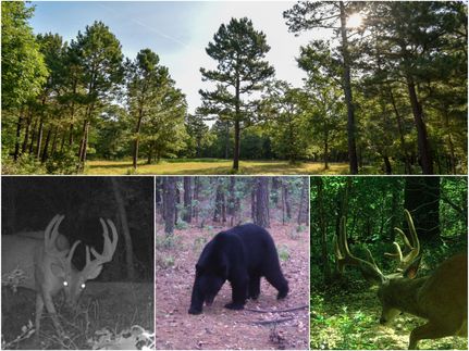 Timberland Property in Cherokee County, Oklahoma