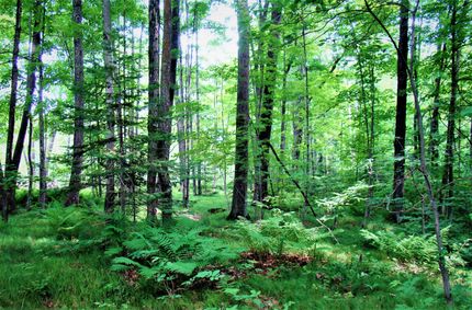 Land in Forest County, Wisconsin