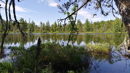 Timberland Property in Aroostook County, Maine