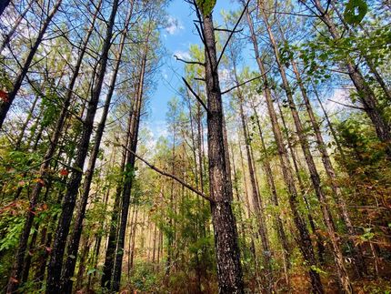 Recreational Property in Prentiss County, Mississippi