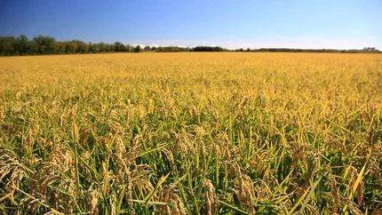 Farm and Ranch in Tunica County, Mississippi