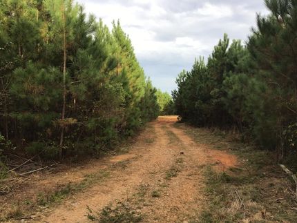 Timberland Property in Saluda County, South Carolina