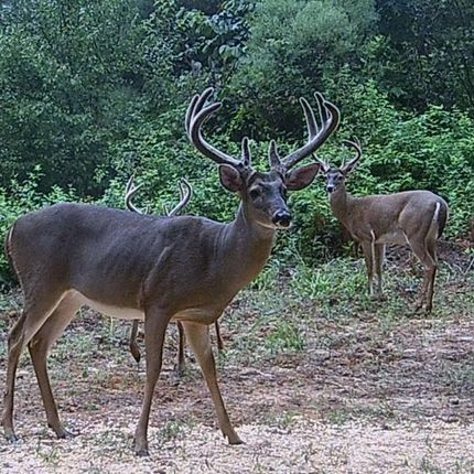 Recreational Property in Fayette County, Alabama