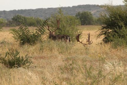Land in Uvalde County, Texas