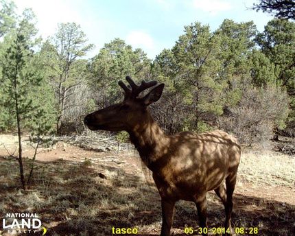 Hunting Property in Taos County, New Mexico