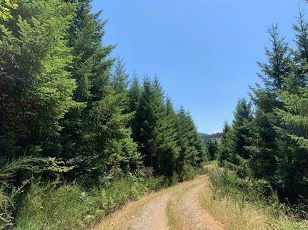 Undeveloped Land in Douglas County, Oregon