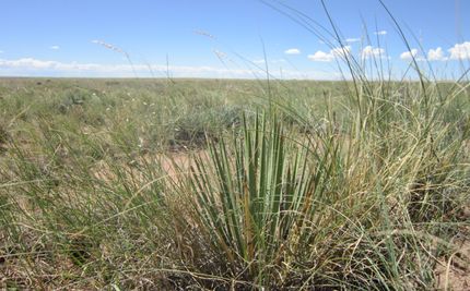 Land in Navajo County, Arizona
