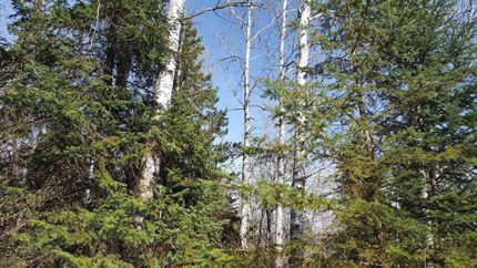 Timberland Property in Price County, Wisconsin