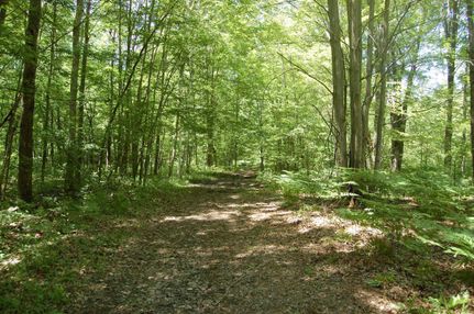 Hunting Property in Gladwin County, Michigan