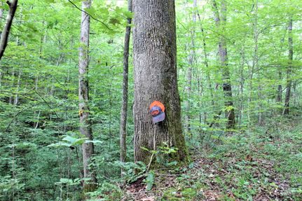 Hunting Property in Leslie County, Kentucky