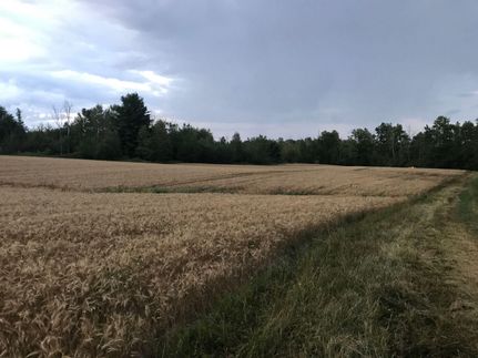 Undeveloped Land in Ogemaw County, Michigan