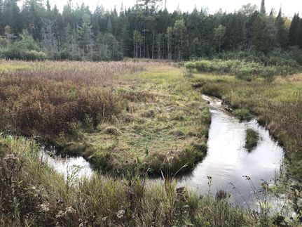 Undeveloped Land in Alcona County, Michigan