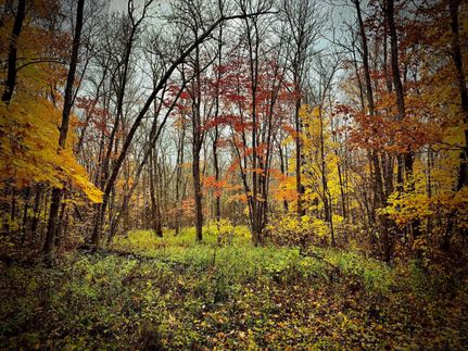 Hunting Property in Pine County, Minnesota