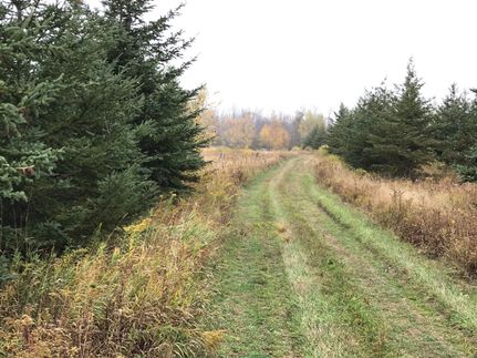 Undeveloped Land in Missaukee County, Michigan