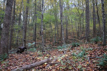 Land in Greene County, Virginia