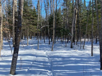 Timberland Property in Cass County, Minnesota