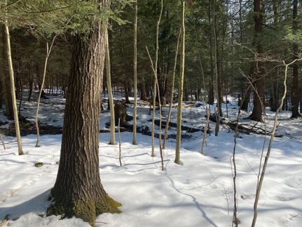 Timberland Property in Crawford County, Pennsylvania