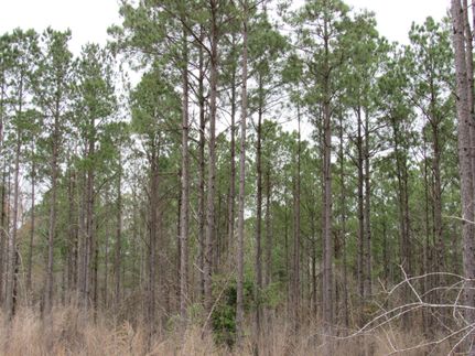 Recreational Property in Dallas County, Arkansas