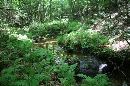 Hunting Property in Nelson County, Virginia