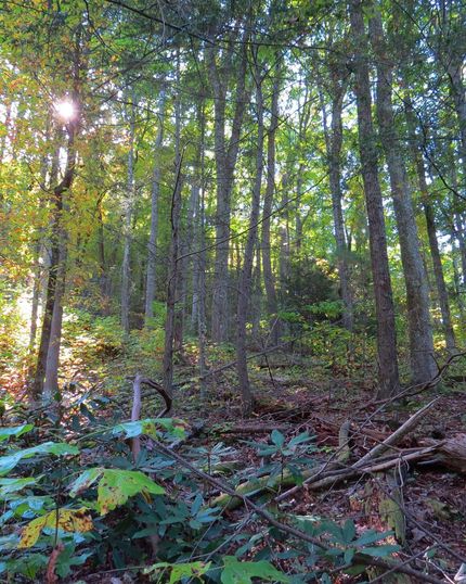 Hunting Property in Washington County, Tennessee