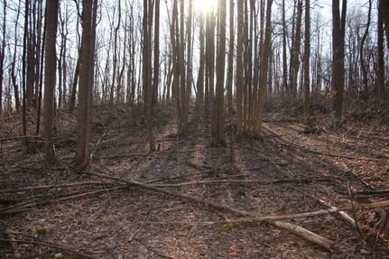 Hunting Property in Warren County, Virginia