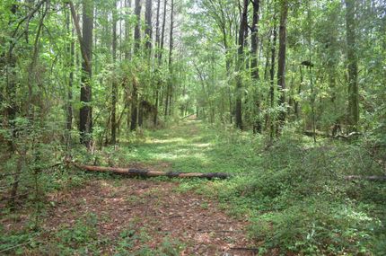 Timberland Property in Washington Parish, Louisiana