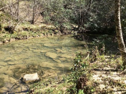 Timberland Property in Morgan County, Tennessee