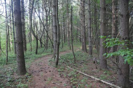 Undeveloped Land in Wythe County, Virginia