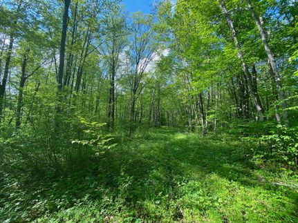 Timberland Property in Mille Lacs County, Minnesota