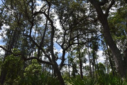 Hunting Property in Putnam County, Florida