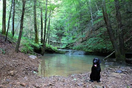 Timberland Property in Lee County, Kentucky