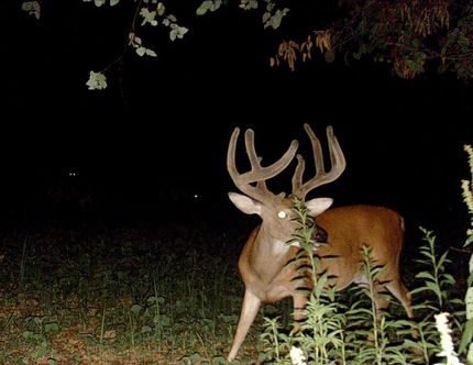 Farm and Ranch in Pope County, Illinois