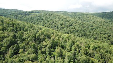 Timberland Property in Potter County, Pennsylvania