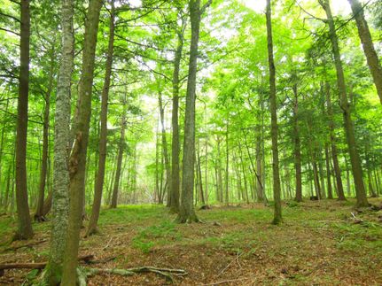 Timberland Property in Marathon County, Wisconsin