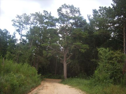 Land in Jasper County, Mississippi