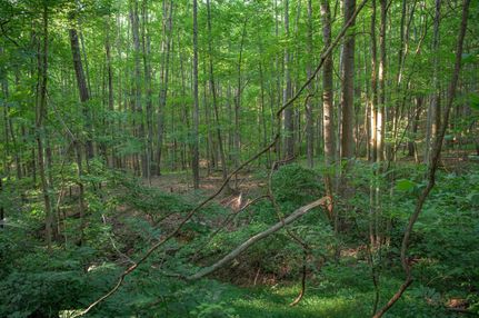 Timberland Property in Bedford County, Virginia