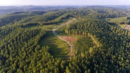 Timberland Property in Roane County, Tennessee