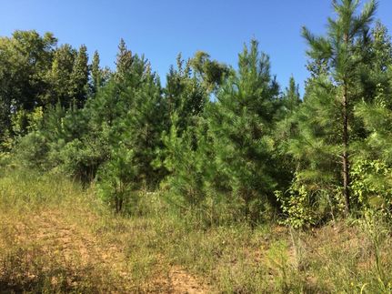 Timberland Property in Webster County, Mississippi