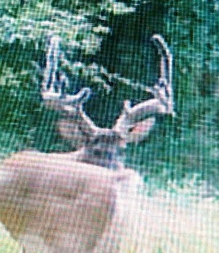 Timberland Property in Saline County, Illinois