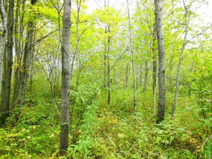 Hunting Property in Rusk County, Wisconsin