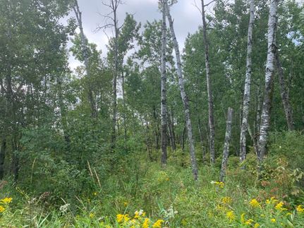 Timberland Property in Pine County, Minnesota