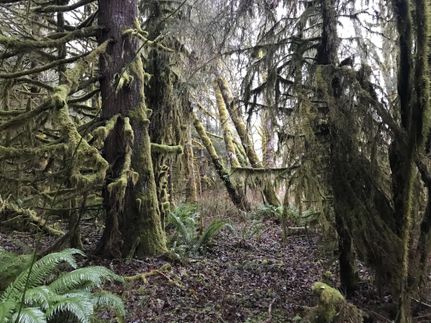 Recreational Property in Lewis County, Washington